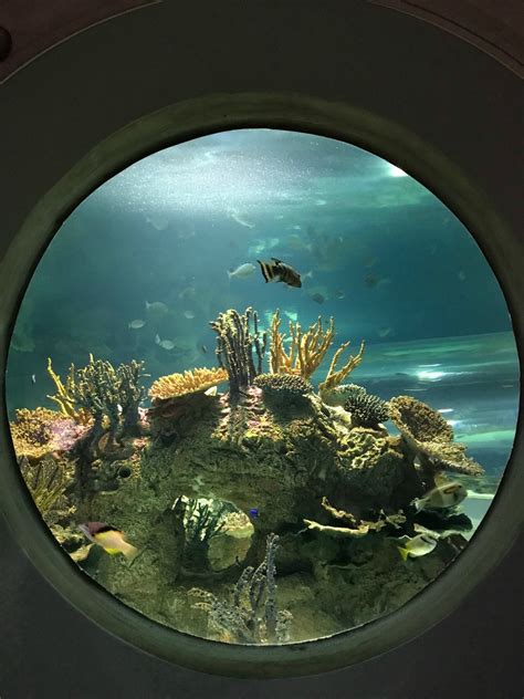 Most hotels are fully refundable. . Best aquarium in arizona